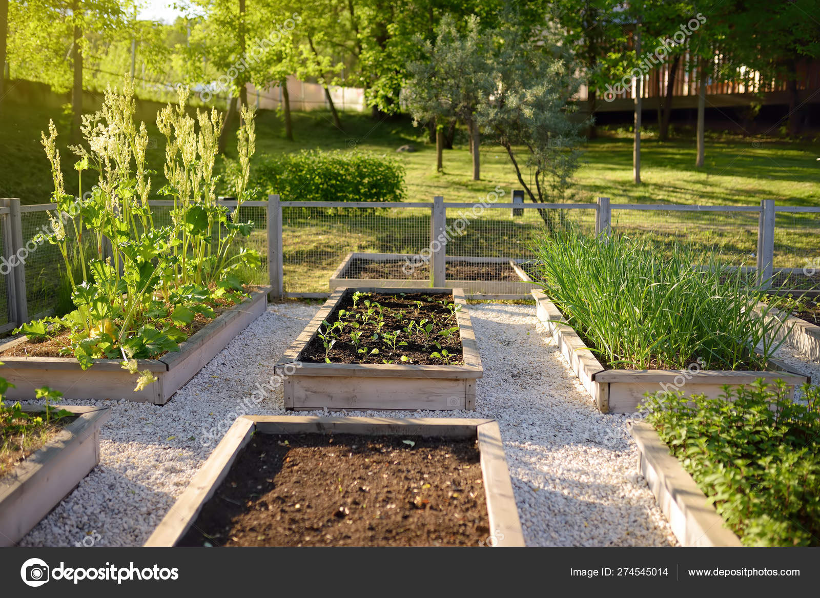 Community kitchen garden. Raised garden beds with plants in