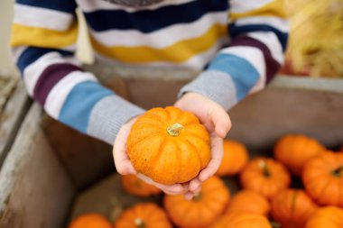 Sevimli küçük çocuk sonbaharda tarım çiftliğinde organik kabak seçimi.