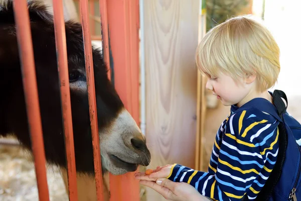 Little boy feeding donkey. Child in petting zoo. Kid having fun in farm with animals. Children and animals.