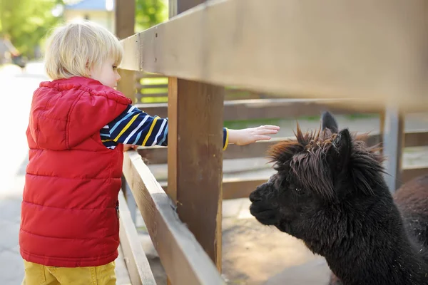 어린 소년 애무 라마. 애완 동물원에서 아이. 동물과 농장에서 재미를 아이. 어린이와 동물. — 스톡 사진