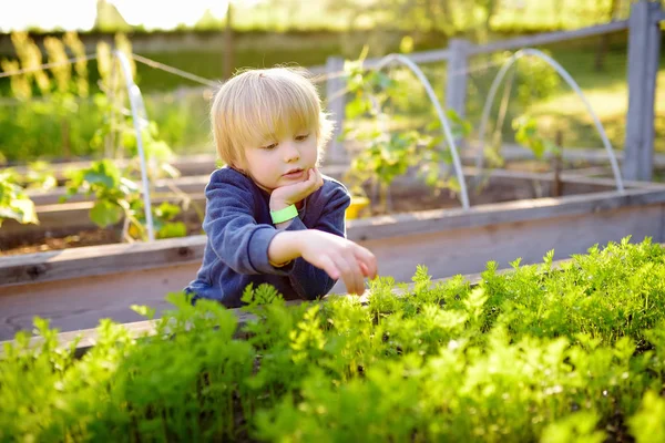 Little child is in community kitchen garden. Raised garden beds with plants in vegetable community garden.