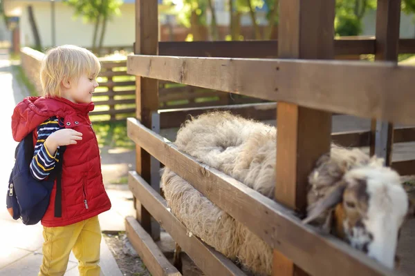 Маленький хлопчик кидає овець. Дитина в зоопарку. Малюк розважається на фермі з тваринами. Діти і тварини . — стокове фото