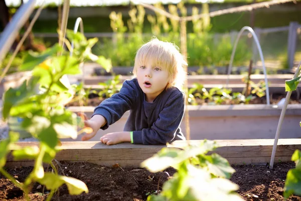 Little child is in community kitchen garden. Raised garden beds with plants in vegetable community garden. — Stock Photo, Image