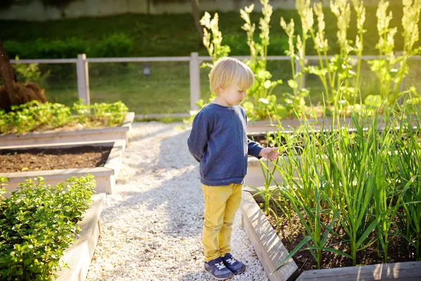 Lilla barn är i gemenskap köksträdgård. Upphöjd trädgård sängar med växter i grönsaks gemenskap trädgård. — Stockfoto