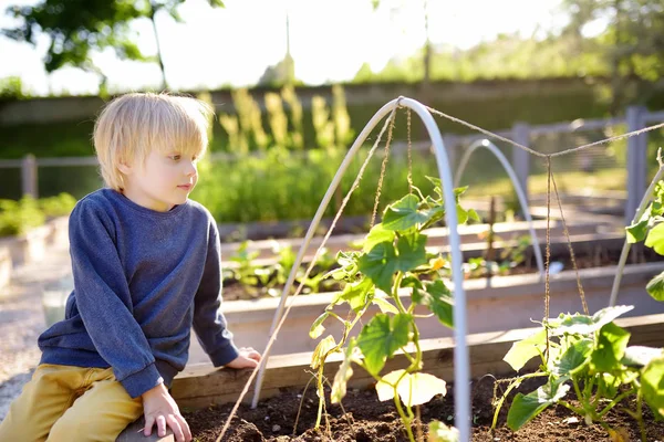 El niño está en el huerto comunitario. Camas de jardín elevadas con plantas en huerta comunitaria . — Foto de Stock