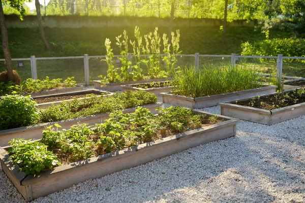 Gemensam köksträdgård. Upphöjd trädgård sängar med växter i grönsaks gemenskap trädgård. — Stockfoto