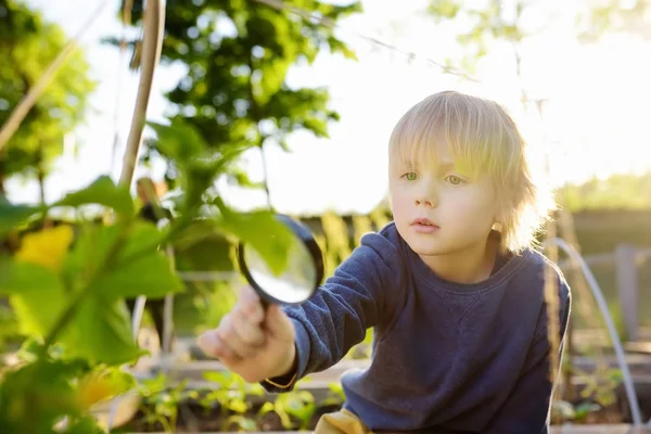 Little child exploring nature with magnifying glass in community kitchen garden . Close up. Little boy looking with magnifying glass on leafs of cucumber. — Stock Photo, Image