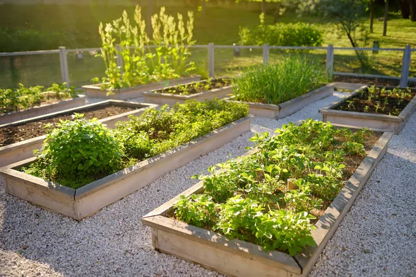 커뮤니티 주방 정원입니다. 야채 커뮤니티 정원에서 식물이있는 제기 된 정원 침대. — 스톡 사진