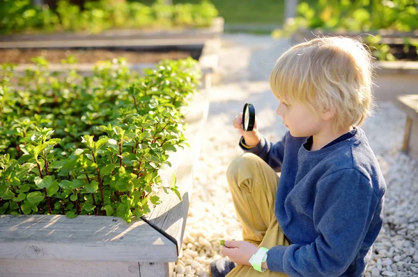 Anak kecil yang menjelajahi alam dengan kaca pembesar di kebun dapur umum. Tutup. Anak kecil melihat dengan kaca pembesar pada daun mint . — Stok Foto