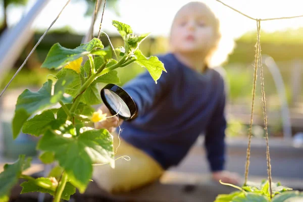 Petit enfant explorant la nature avec une loupe dans un potager communautaire. Ferme là. Petit garçon regardant avec une loupe sur des feuilles de concombre . — Photo