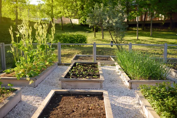 Zahradní zahrada ve Společenství. Posazené zahradní postele s rostlinami v zeleninové zahradě. — Stock fotografie