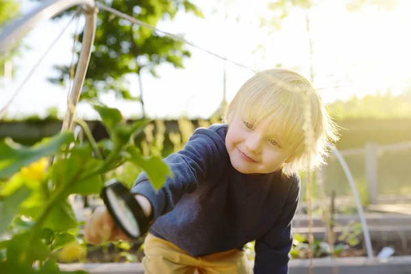 Malé dítě prozkoumává přírodu s zvětšovací sklenicí v zahradní kuchyňce. Zavři to. Malý chlapec s zvětšovací sklenicí na Listi okurky. — Stock fotografie