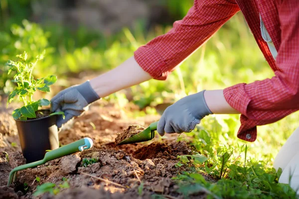 Mujer plantando plántulas en la cama en el jardín en verano día soleado. Jardinero manos con la planta joven. Herramientas de jardín, guantes y brotes de cerca —  Fotos de Stock