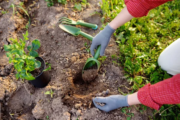 Mujer plantando plántulas en la cama en el jardín en verano día soleado. Jardinero manos con la planta joven. Herramientas de jardín, guantes y brotes de cerca —  Fotos de Stock