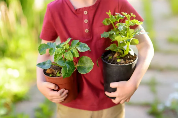 Malý chlapec sazenice v plastových kelímcích na domácí zahradu na letní slunečný den — Stock fotografie
