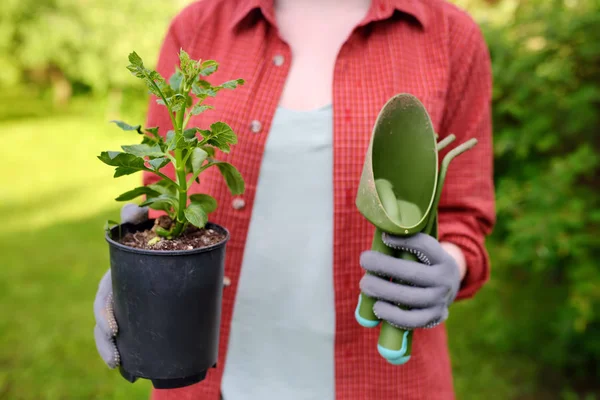 Jovem segurando ferramentas de jardinagem e mudas em vasos de plástico no jardim doméstico no dia ensolarado de verão — Fotografia de Stock