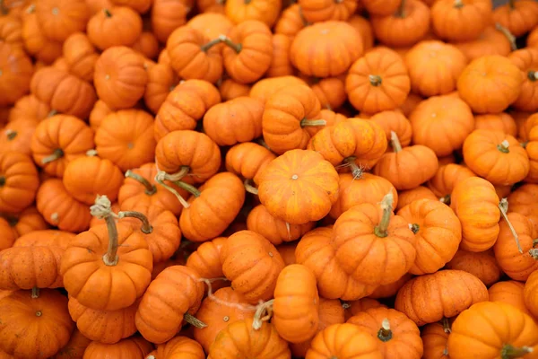 Fresh healthy bio pumpkins on farmer agricultural market at autumn. — Stock Photo, Image