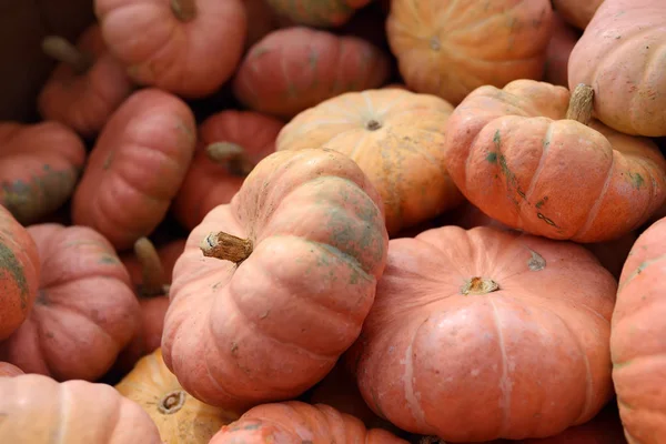 Abóboras biológicas saudáveis grandes e frescas no mercado agrícola dos agricultores no Outono . — Fotografia de Stock