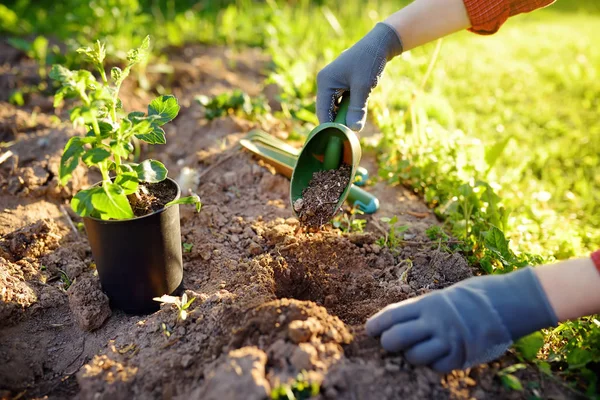Mujer plantando plántulas en la cama en el jardín en verano día soleado. Jardinero manos con la planta joven. Herramientas de jardín, guantes y brotes de cerca —  Fotos de Stock