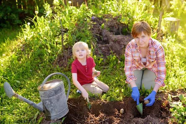 Anak kecil dan wanita menanam kentang di halaman belakang — Stok Foto