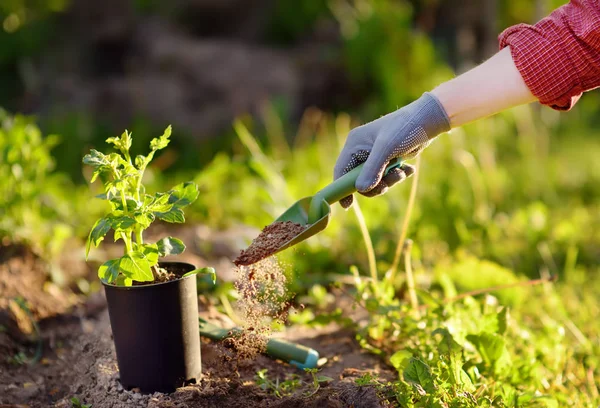 Mujer plantando plántulas en la cama en el jardín en verano día soleado. Jardinero manos con la planta joven. Herramientas de jardín, guantes y brotes de cerca —  Fotos de Stock