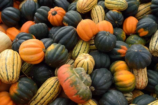 Abóboras biológicas saudáveis frescas no mercado agrícola dos agricultores no Outono. — Fotografia de Stock