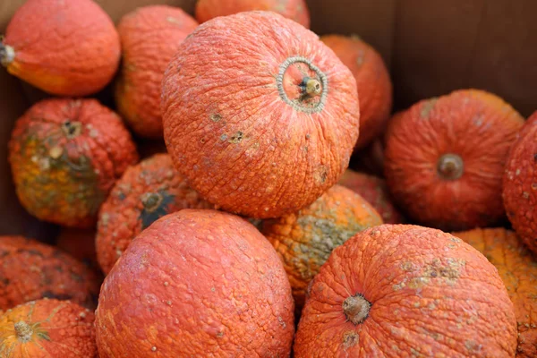 Abóboras biológicas saudáveis grandes e frescas no mercado agrícola dos agricultores no Outono. Abóbora é vegetal tradicional usado em feriados americanos Dia das Bruxas e Ação de Graças . — Fotografia de Stock