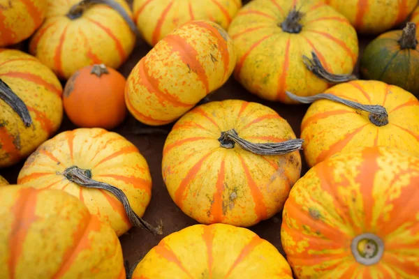 Abóboras biológicas saudáveis frescas no mercado agrícola dos agricultores no Outono. Abóbora é vegetal tradicional usado em feriados americanos Dia das Bruxas e Ação de Graças . — Fotografia de Stock