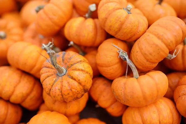 Fresh healthy bio pumpkins on farmer agricultural market at autumn. Pumpkin is traditional vegetable used on American holidays - Halloween and Thanksgiving Day. — Stock Photo, Image