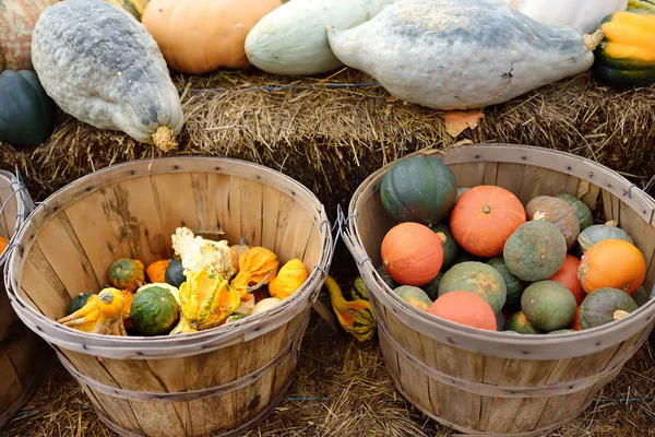 Abóboras comestíveis e decorativas no mercado agrícola dos agricultores no Outono . — Fotografia de Stock