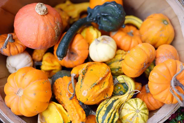 Friss, egészséges bio sütőtök a mezőgazdasági piacon ősszel. — Stock Fotó