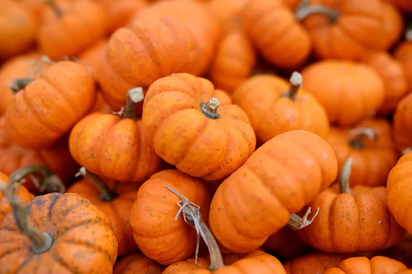 Fresh healthy bio pumpkins on farmer agricultural market at autumn. Stock Photo