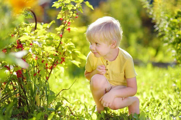 Ragazzino raccogliendo ribes rosso in un giardino domestico nella giornata di sole. Attività all'aria aperta e divertimento per i bambini in estate . — Foto Stock