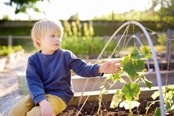 Anak kecil di kebun dapur umum. Dibesarkan tempat tidur kebun dengan tanaman di kebun komunitas sayuran . — Stok Foto