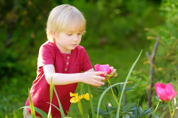 Cute little boy look at amazing purple and white peonies in sunny domestic garden — Stock Photo, Image
