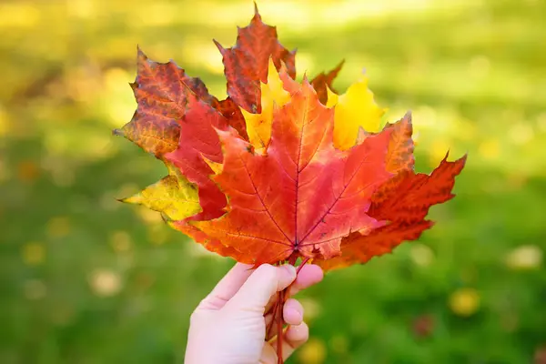 Chica cogida de la mano varias hojas de arce rojo y amarillo en el parque de otoño — Foto de Stock