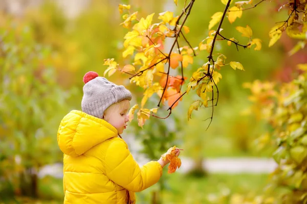 Niño pequeño durante el paseo por el bosque en el soleado día de otoño. Tiempo familiar activo en la naturaleza . — Foto de Stock