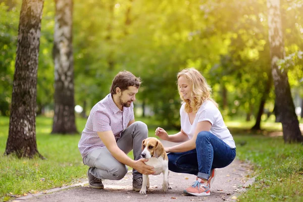 Casal jovem com cão Beagle em um parque de verão ensolarado . — Fotografia de Stock