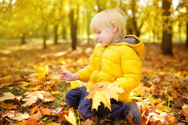 Küçük çocuk güneşli sonbahar gününde ormanda yürüyüş sırasında akçaağaç yaprakları toplama. Doğada aktif aile zamanı. — Stok fotoğraf