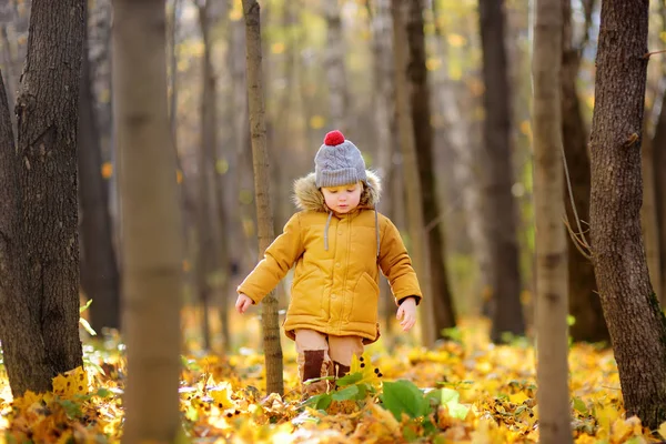 Маленький хлопчик під час прогулянки в лісі в холодний сонячний осінній день — стокове фото
