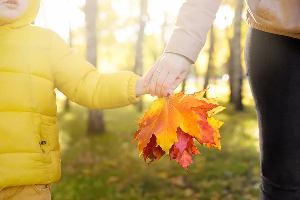 Little boy with his mother collecting maple leaves during stroll in the forest at sunny autumn day. Active family time on nature. — Stock Photo, Image