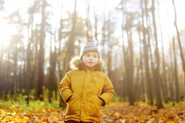 Liten pojke under promenad i skogen vid kalla soliga höstdagen — Stockfoto