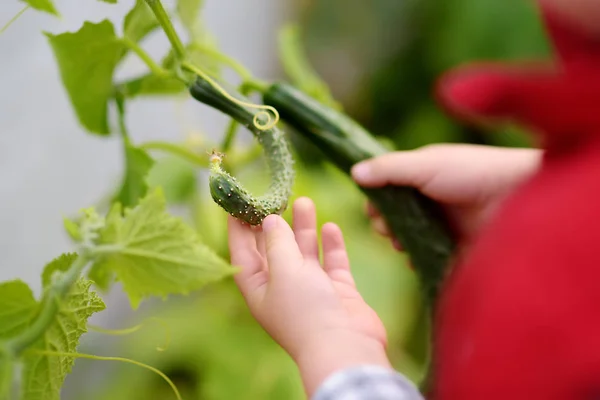 Petit enfant cueille un concombre dans le jardin pendant la récolte dans le jardin de la maison . — Photo