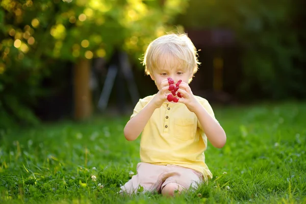 Kleine jongen kijkt naar de frambozen op zijn vingers zittend in de achtertuin — Stockfoto