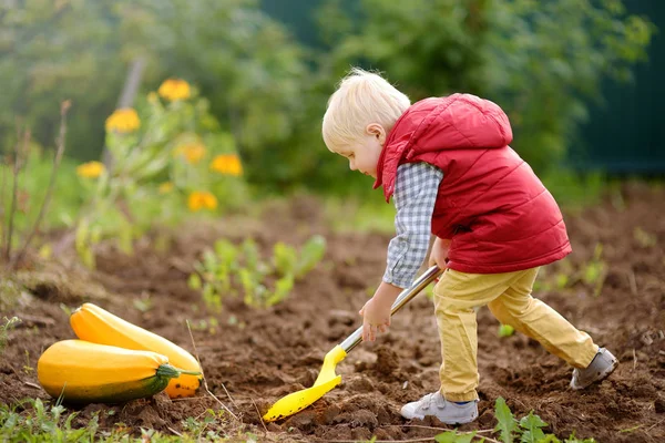 小さな男の子は収穫後に裏庭でシャベルベッドを掘ります。近くにズッキーニが集められている. — ストック写真