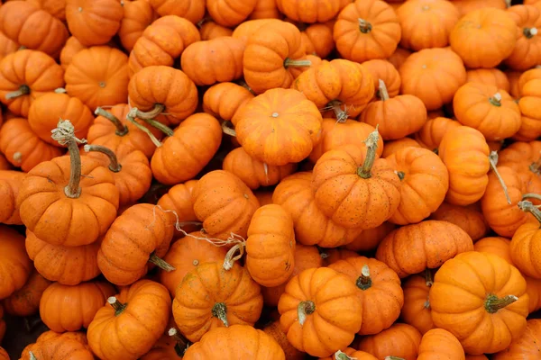 Свіжі здорові біо гарбузи на фермерському аграрному ринку восени . — стокове фото