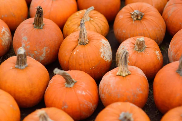 Giant heap of fresh large healthy bio pumpkins on agricultural farm at autumn. — Stock Photo, Image