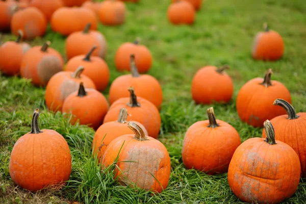 Fresh large healthy bio pumpkins on agricultural farm at autumn. — Stock Photo, Image