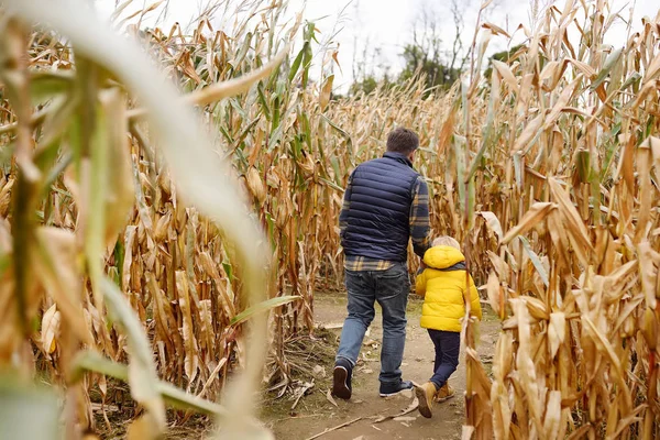 Malý chlapec a jeho otec se na podzim baví na dýně. Rodina kráčí mezi sušenými kukuřičnými stonky v kukuřičném bludišti. Tradiční americká zábava na spravedlivém. — Stock fotografie