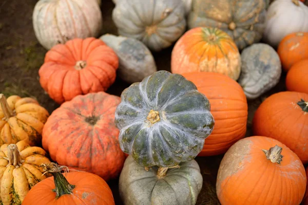 Fresh healthy bio pumpkins on farmer agricultural market at autumn. — Stock Photo, Image